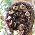 A koru, or silver fern fiddlehead