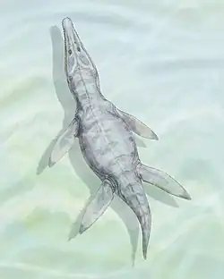 Drawing of a monquirasaur seen from above. The animal is swiming underwater in a shallow sea. It is a long-bodied animal, with a crocodile-like snout, paddle-like limbs and a tail.