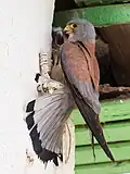 Male lesser kestrel feeding chicks