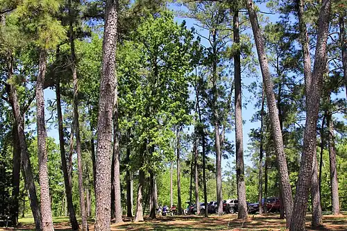 Picnicking in the tall pines.