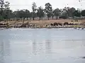 Lake and animals in the drive-through safari