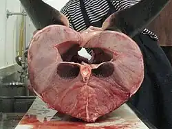 A shark lying belly up and sliced transversely through the middle, showing the body cavity and the spinal column beneath it, surrounded by pink muscle with two obviously darker muscle blocks flanking the spine