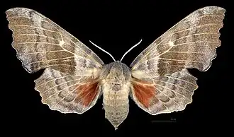 A female poplar hawk-moth, viewed from the back