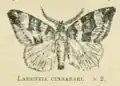 Larentia cinnabari