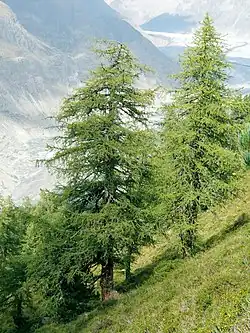 Image 48European larch (Larix decidua), a coniferous tree which is also deciduous (from Tree)