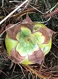 Same fruit, positioned pedicel-uppermost to show distinctive broad, spreading calyx lobes, turning brown with age.