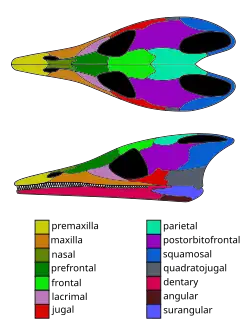 Skull of Lazarussuchus, an allochoristodere