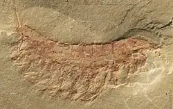 Leanchoilia illecebrosa