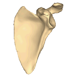 Shape of scapula (left). Animation.