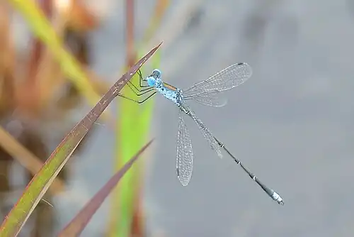 Male
