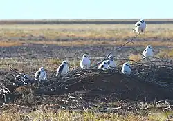 several Letter-winged kites on horizontal branches