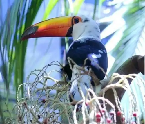 Toco toucan (Ramphastos toco) with partial leucism