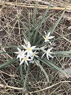 Plant with white edges on its leaves, on BLM land in Larimer County, Colorado