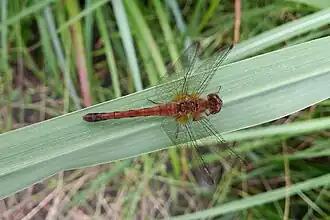 Autumn meadowhawk (Sympetrum vicinum)