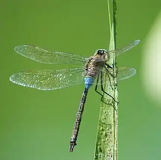 Anax parthenope male