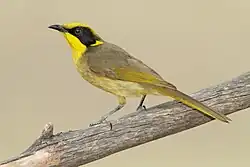 Helmeted honeyeater