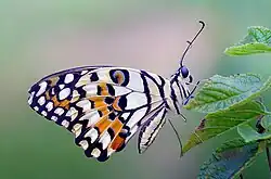 While resting, the butterfly closes its wing over its back and draws the forewings between the hindwings.[16]