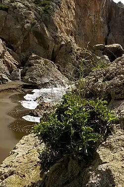 Limonium cossonianum