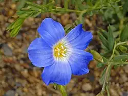 Close-up on a flower of Linum alpinum subsp. julicum