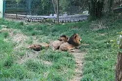 Lions