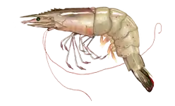 Dendrobranchiata (prawns)