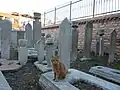 Orange cat in Little Hagia Sophia cemetery