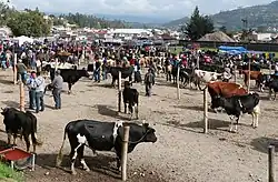 Livestock market of Otavalo