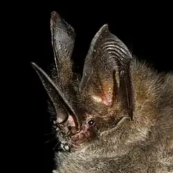 Brown bat head