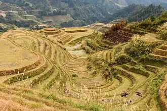 Longsheng Rice Terraces in November 2017.