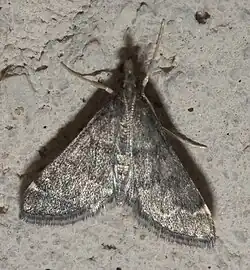 Loxostegopsis merrickalis