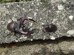 Size variation of males