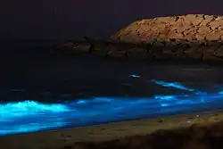 Planktons, Chabahar Free Zone, Iran