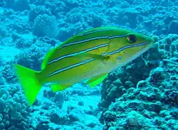 A blue striped snapper, a neon-green fish with four horizontal neon blue stripes running the length of its body.