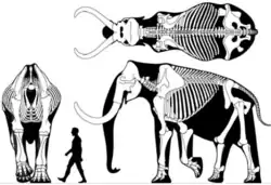 Skeleton of a steppe mammoth (Mammuthus trogontherii) in front-on (without head) side-on and top-down views