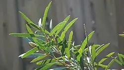 Leaf venation and oil glands