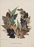 The Forest Wreath. Leaf and flower pictures, and how to make them (1859) In the Mary Ann Beinecke Decorative Art Collection. Sterling and Francine Clark Art Institute Library. https://archive.org/stream/MAB.NK1560L41859Images_201304/MAB.NK1560%20L4%201859_Images#page/n25/mode/2up