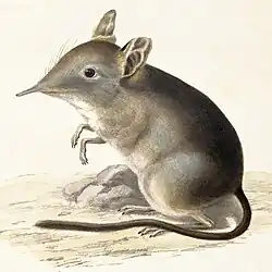 Drawing of gray elephant shrew