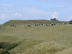 a herd of cows grazing on a grassy hillside