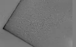 Magnetic domains and domain walls in non-oriented silicon steel (image made with CMOS-MagView)