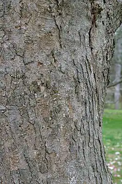 Trunk bark with woodpecker holes