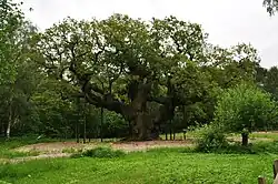 The Major Oak with the support system in place