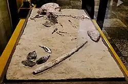 Mal'ta boy (MA-1), dated 24,000 BP, with tomb artifacts, Hermitage Museum, Saint-Petersburg.[23]