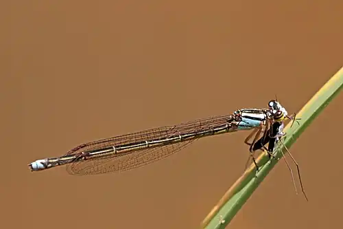 P. malagassicum female