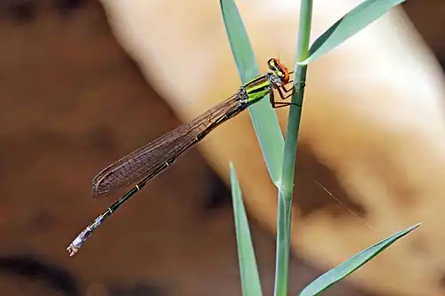 P. malagassicum male