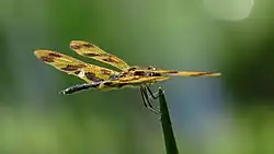 Male holding wings flat