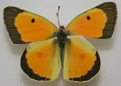 Colias eurytheme, male