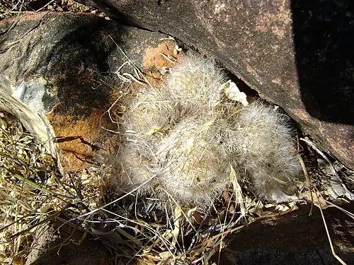 Habitat in Rio Nazas, Durango