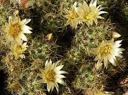 Mammillaria prolifera