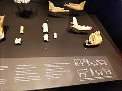 Pieces of animal bone placed on a dark surface.