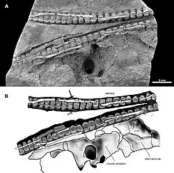 Mesosaurus tenuidens